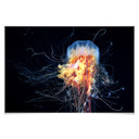 Poster - Semenov - Amazing Jellyfish