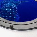 Alu-Dibond 3D-Optik Bullauge - Der Walhai - Rund