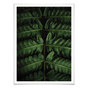 Plakat Botaniczny 02 