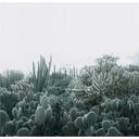 Fototapet Sukkulenter - 288x260 cm