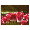 Canvasbillede, Blomstrende tulipaner
