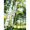 Papier peint photo Forêt ensoleillée
