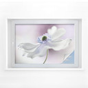 Folia do ochrony prywatności Disher - Anemone Breeze
