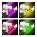 Tableau en verre - Floraison d'une orchidée - carré