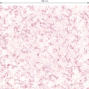 Tapet med mønster - marmor - pink