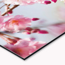 Rivestimento cucina - Alu-Dibond - Cherry Blossoms