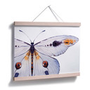 Plakat Kvilis - Motyl 01