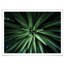 Plakat Botaniczny