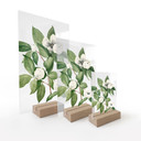 Botanisk illustration af en falsk kamelia på et bord - Walcott
