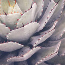 Nature cactus plant tapet i lilla-grå - non-woven tapet Designwalls 2 - 2,55 x 3,5 m