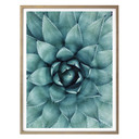 Plakat Agave 02