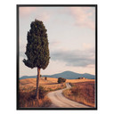 Plakat Colombo - Cypress Trail