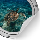 Wandtattoo 3D Optik - Schildkröte von oben - Rund
