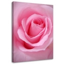 Canvasbillede, Lyserøde blomstrende planter