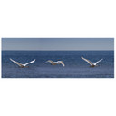 Sticker mural - Frise Cygnes