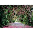 Fotobehang Papierbehang Wicklow Park