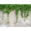 Designwalls tapet i grøn og grå non-woven tapet ClimbingLeaves beton look 