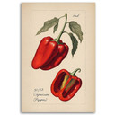 Canvasbillede, Grøntsagshøst Paprika