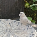 Vogeltränke Wasserschale Beton - 25x15 cm