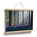 Plakat Popan - Bellflowers