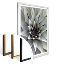 Plakat Agave 01