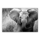 Akrylbillede Jumbo, den lille elefant
