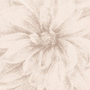 Fototapeta Dahlia Shabby Chic Beige | Floral - Bloomery Decor