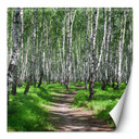 Fototapete, Birkenwald Baume Natur