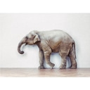Fototapet - The Walking Elephant