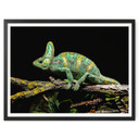Plakat Brown - Kameleon