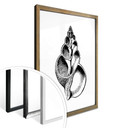Plakat Seashell 01