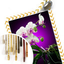 Poster - Floraison  d'une orchidée