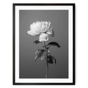 Plakat 1X Studio - Piwonia czarno-biały