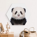 Hexagone - alu-Dibond Sisi & Seb - Baby Panda
