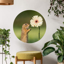 Muursticker rond Dick van Duijn - Eekhoorn met Gerbera