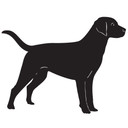 Wallsticker Labrador