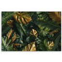 Canvasbillede, Tropiske monstera blade planter