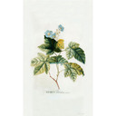 Fototapet - Ehret - Rubus