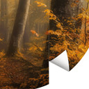 Fototapeta złote liście w mglistym lesie - Maier - Round - tapeta flizelinowa/tapeta flizelinowa sam