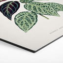 Hexagon Dibond Illustration af blade - Bignonia Argyro Violascea