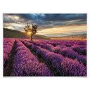 Plakat z kwiatami lawendy w Prowansji