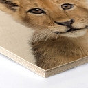 Hexagon Hout Sisi & Seb - Baby Lion