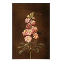 Poster Dietzsch -  Eine rosa Garten Levkkoje