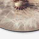 Wandcirkel Delgado - Dandelion
