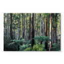 Acrylglasbild Eukalyptuswald in den Yarra Ranges - Colombo