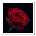 Canvasbillede, Rød rose i mørket