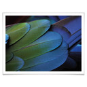 Plakat Tropical Colours