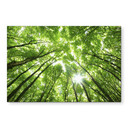 Wandbild Baumkronen im Wald - Alu-Dibond