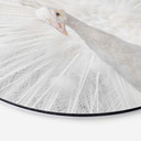 Tableau sur alu-Dibond Fegari - Paon blanc - Rond