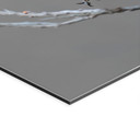 Billede med syngende blåhals - van Duijn – print på aluminium (Alu-Dibond)